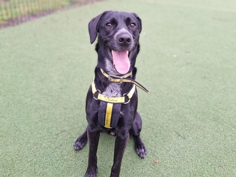 Luna for sale in Telford, Shropshire