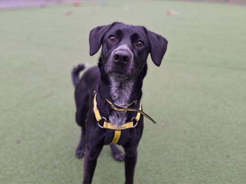 Luna for sale in Telford, Shropshire - Image 3