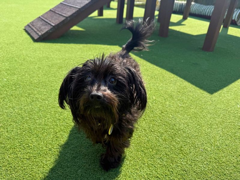 Jack Russell Terrier for adoption in Newton Tony, Wiltshire – 1 year old - Image 2 of 3