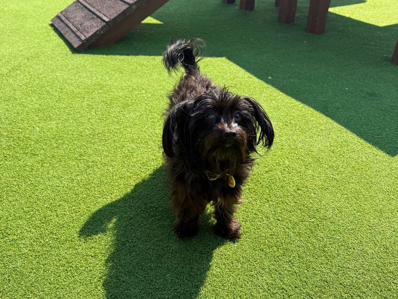 Jack Russell Terrier for adoption in Newton Tony, Wiltshire – 1 year old - Image 3 of 3