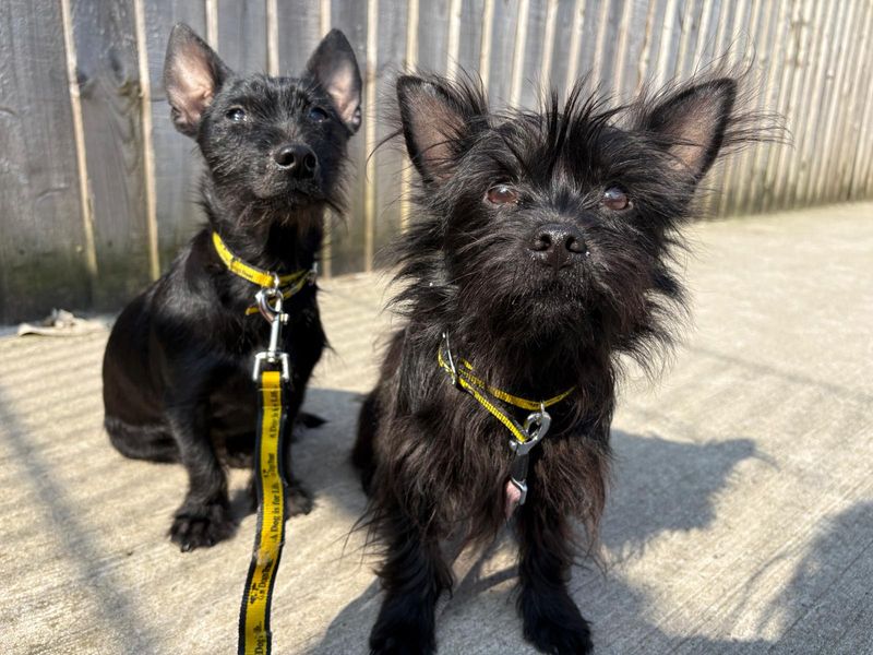 Frodo Baggins & Samwise Gamgee for sale in Cardiff, Glamorgan
