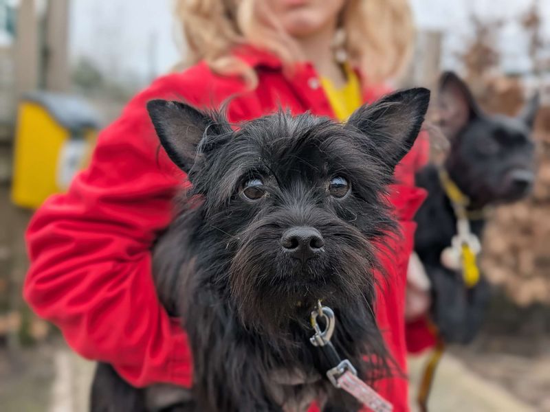 Jack Russell Terrier for adoption in Cardiff – 1 year old - Image 5 of 6