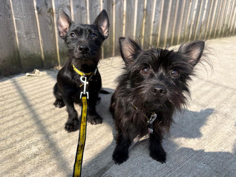 Jack Russell Terrier for adoption in Cardiff – 1 year old - Image 6 of 6
