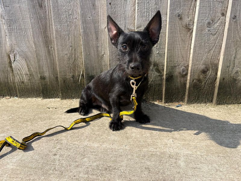 Jack Russell Terrier for adoption in Cardiff – 1 year old - Image 3 of 6