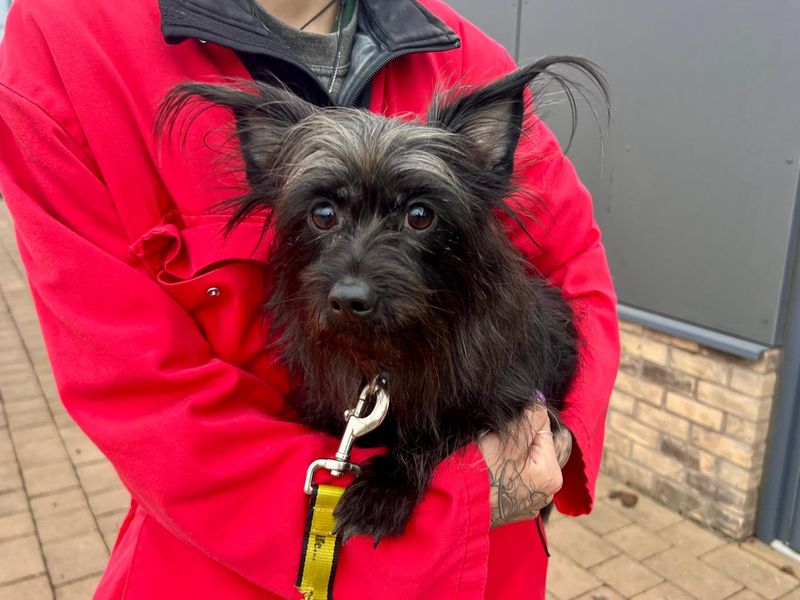 Jack Russell Terrier for adoption in Cardiff, Glamorgan – 2 years old - Image 2 of 2