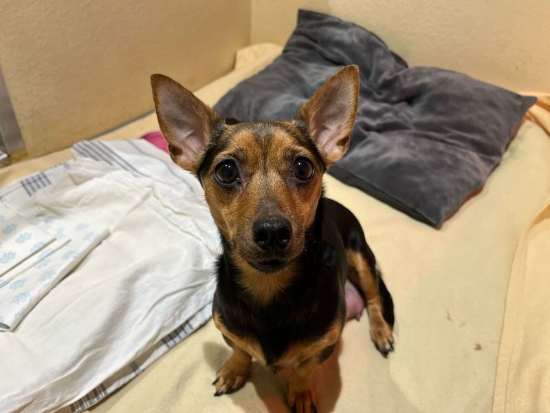 Rosalie | Terrier (Jack Russell) Cross | Cardiff - 1