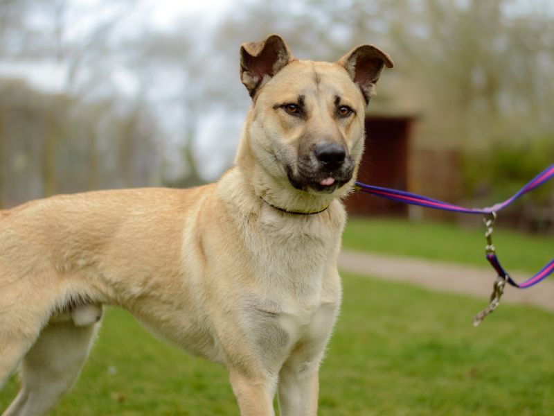 undefined | Crossbreed | undefined - 2