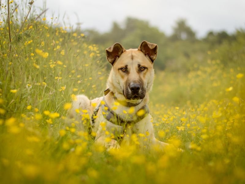 undefined | Crossbreed | undefined - 9