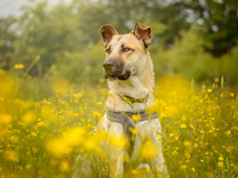 undefined | Crossbreed | undefined - 5