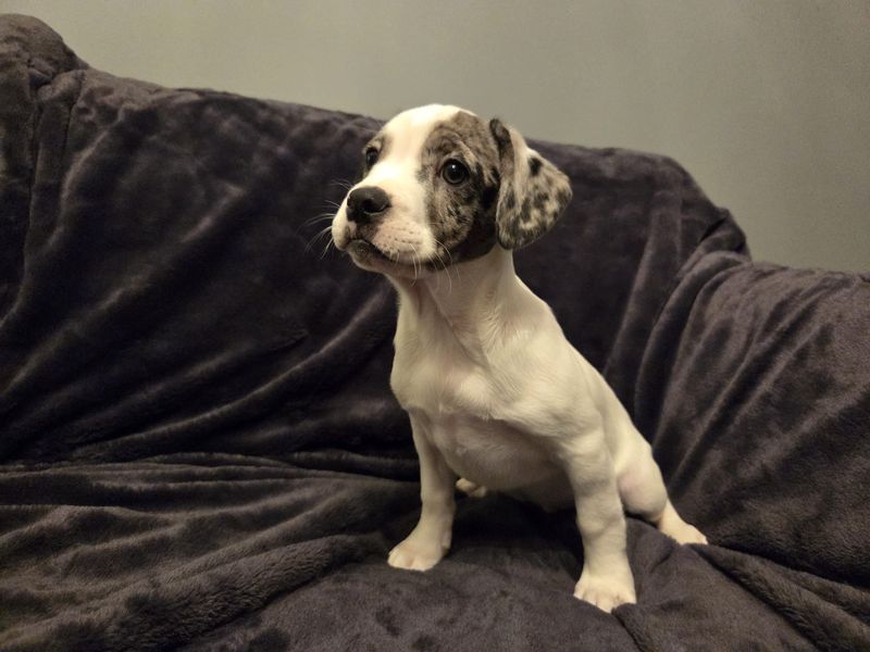 Archie for sale in West Calder, West Lothian
