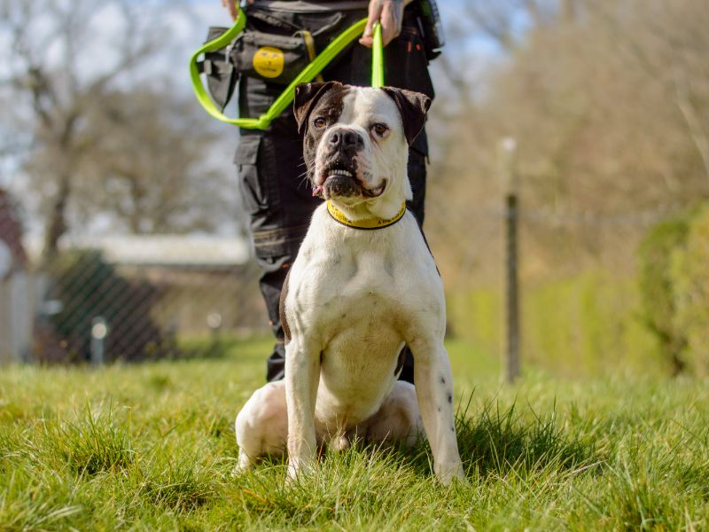 Kenzo for sale in Kenilworth, Warks | Image 2
