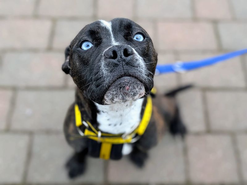 Staffordshire Bull Terrier for adoption in Cardiff / Caerdydd, South Glamorgan – 1 year old - Image 6 of 6