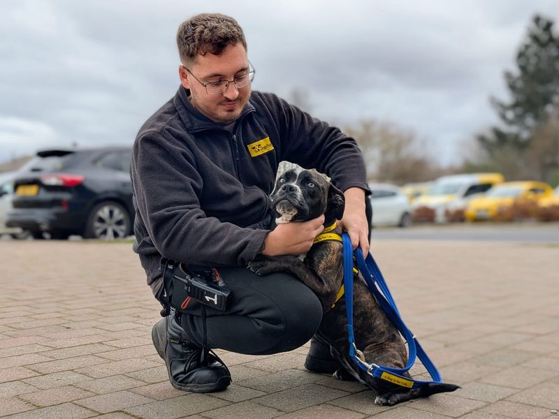 Staffordshire Bull Terrier for adoption in Cardiff / Caerdydd, South Glamorgan – 1 year old - Image 5 of 6