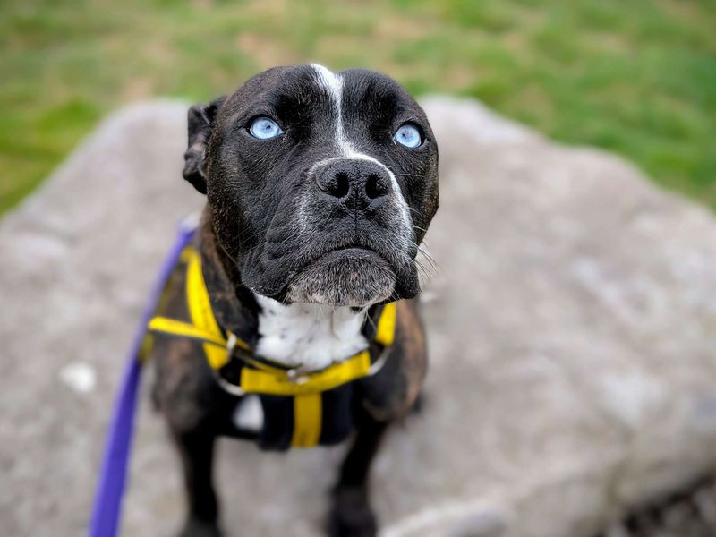 Staffordshire Bull Terrier for adoption in Cardiff / Caerdydd, South Glamorgan – 1 year old - Image 3 of 6