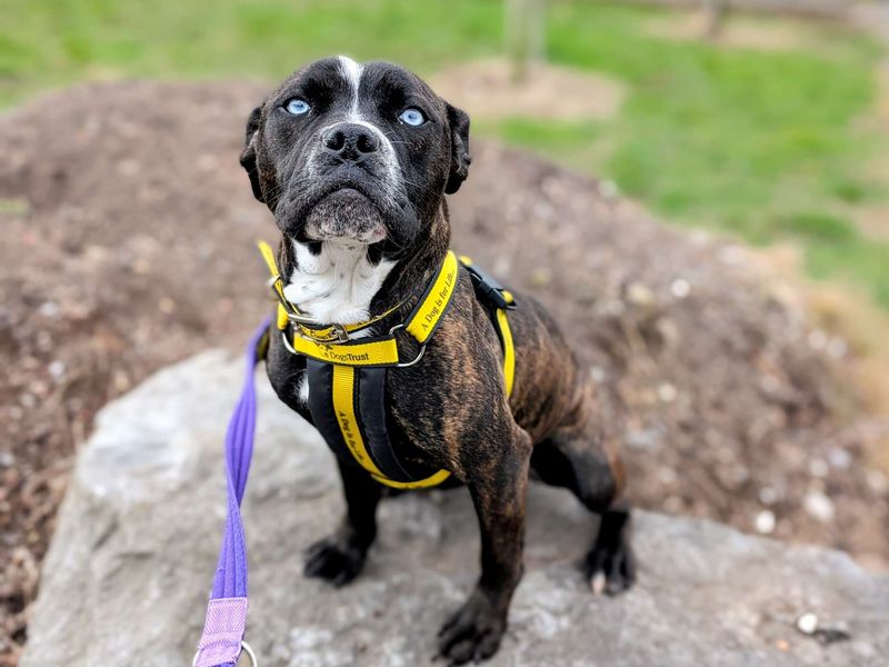 Staffordshire Bull Terrier for adoption in Cardiff / Caerdydd, South Glamorgan – 1 year old - Image 2 of 6