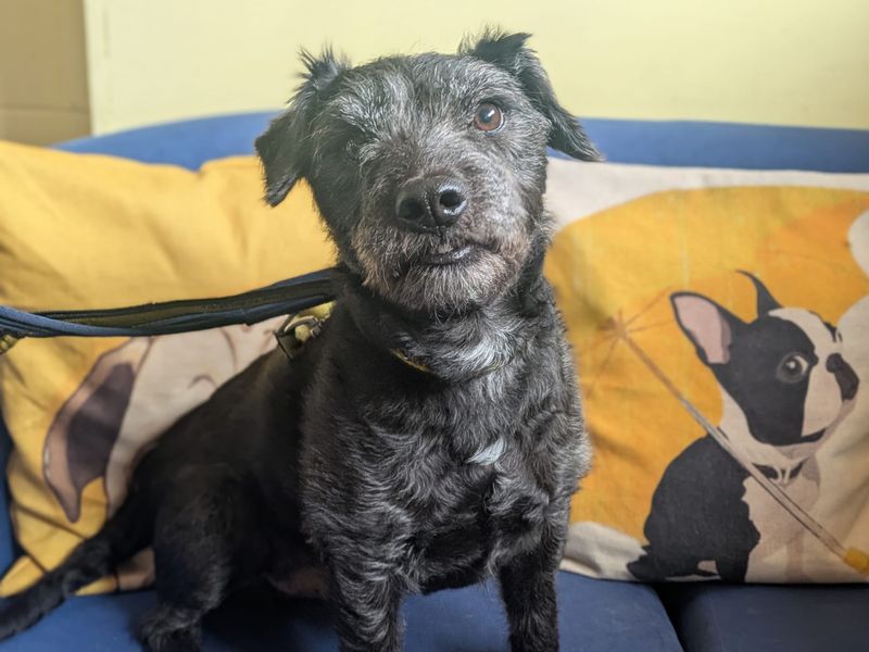 undefined | Terrier (Patterdale) | undefined - 8