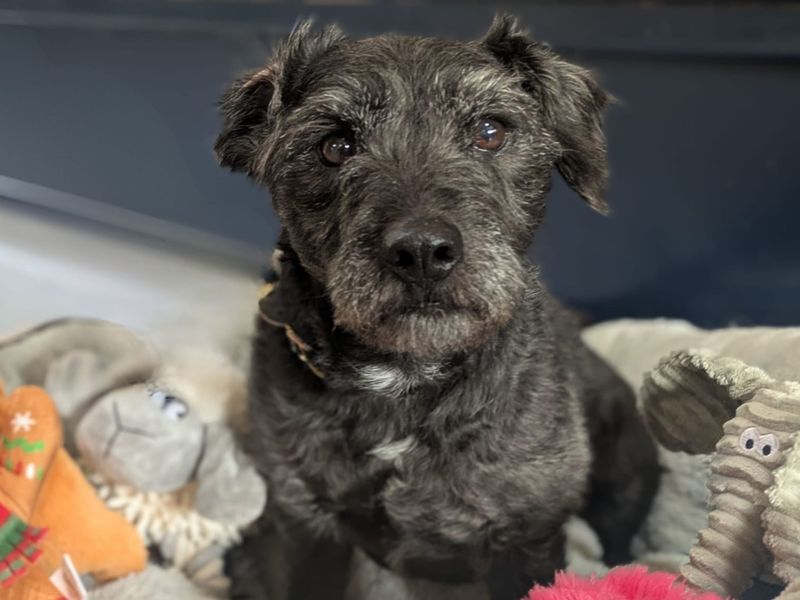Scampi | Terrier (Patterdale) | West Calder (Edinburgh) - 1