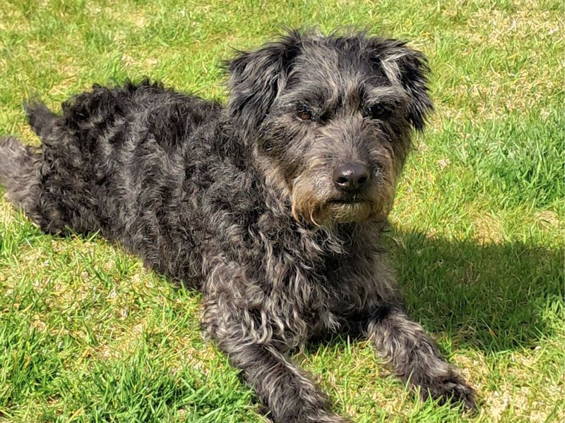 undefined | Terrier (Patterdale) | undefined - 7