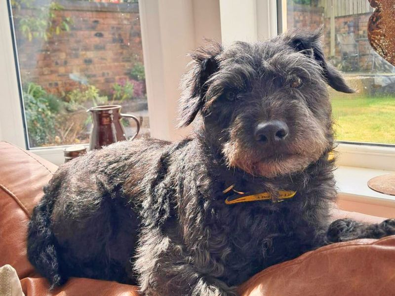 undefined | Terrier (Patterdale) | undefined - 1