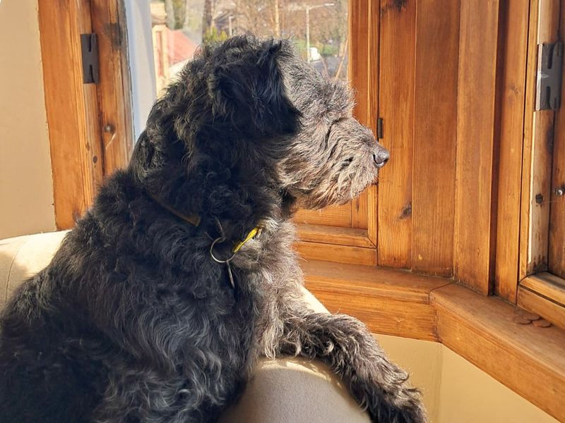 undefined | Terrier (Patterdale) | undefined - 2