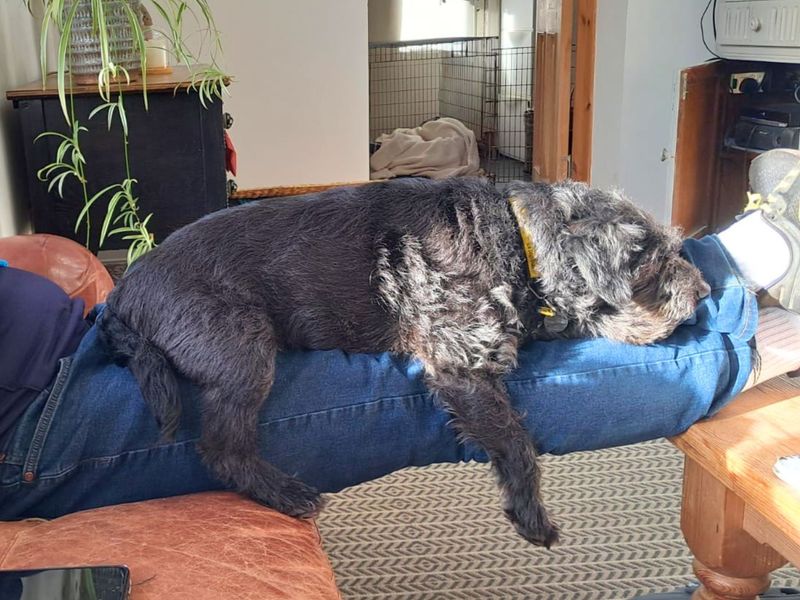 undefined | Terrier (Patterdale) | undefined - 5