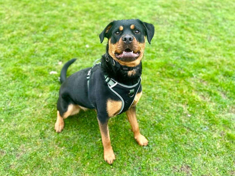 Rottweiler for adoption in Chestfield, Kent – 2 years old