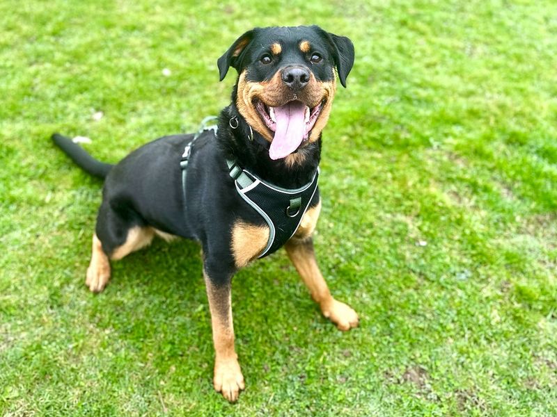 Rottweiler for adoption in Chestfield, Kent – 2 years old - Image 2 of 2
