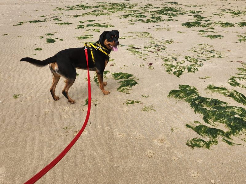 Flo | Rottweiler | Canterbury - 1