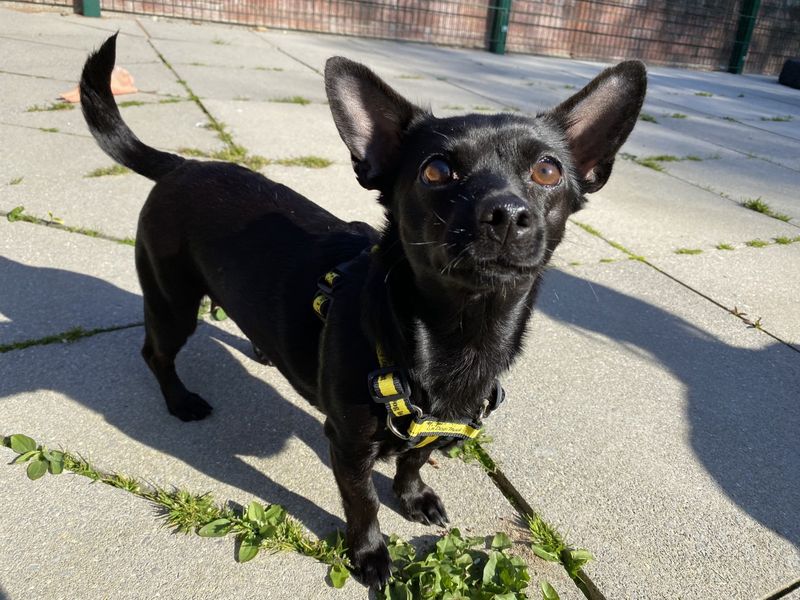 Daisy | Dachshund (Smooth Haired) Cross | Ilfracombe - 1