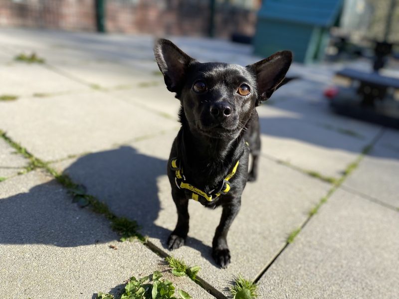 Bella for sale in Ilfracombe, North Devon - Image 2