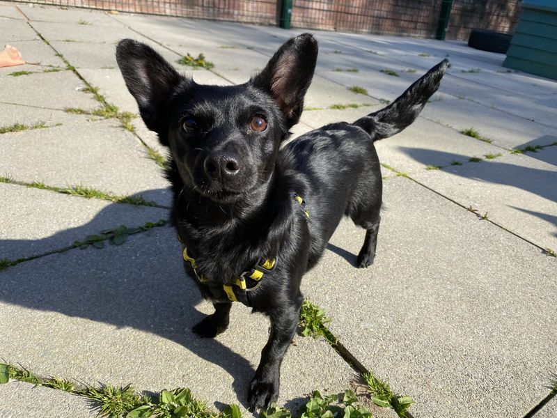 Bella | Dachshund (Smooth Haired) Cross | Ilfracombe - 1