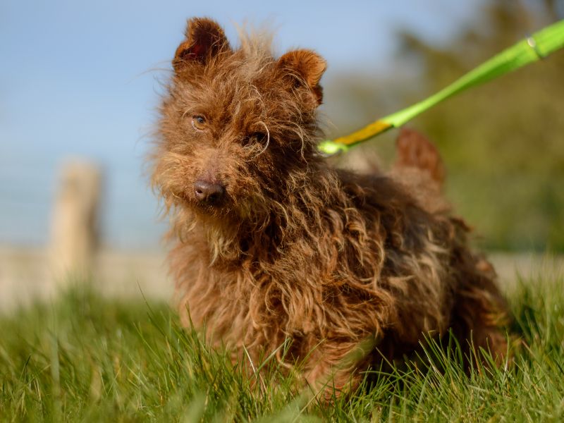 Pogo for sale in Kenilworth, Warks