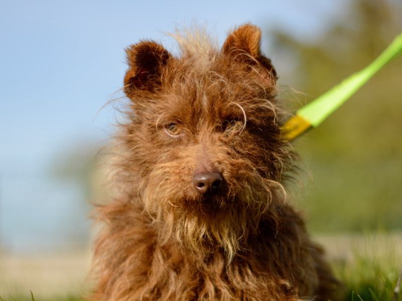 Jack Russell Terrier for adoption in Kenilworth, Warks – 2 years old - Image 3 of 4