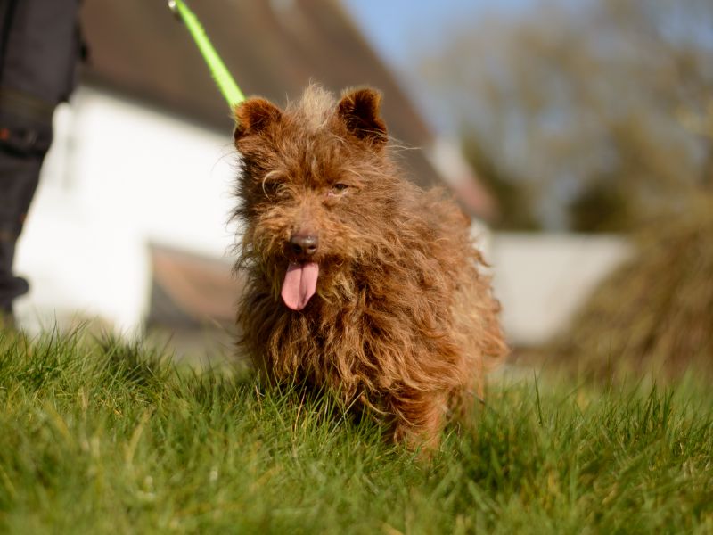 Jack Russell Terrier for adoption in Kenilworth, Warks – 2 years old - Image 2 of 4