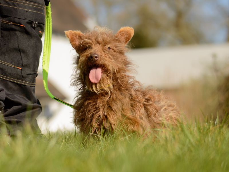 Jack Russell Terrier for adoption in Kenilworth, Warks – 2 years old - Image 4 of 4