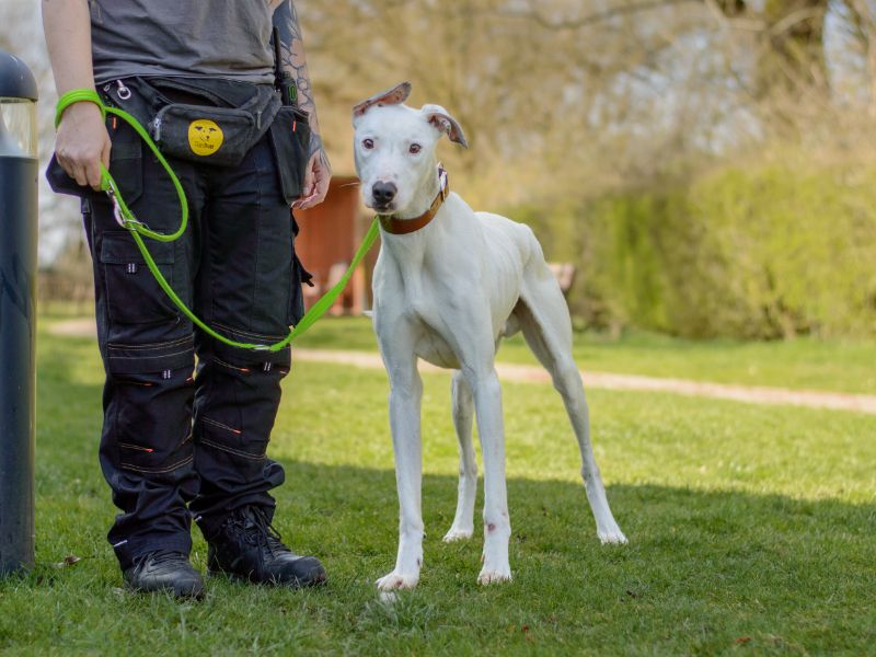 Wayne | Lurcher | Kenilworth (West Midlands) - 1
