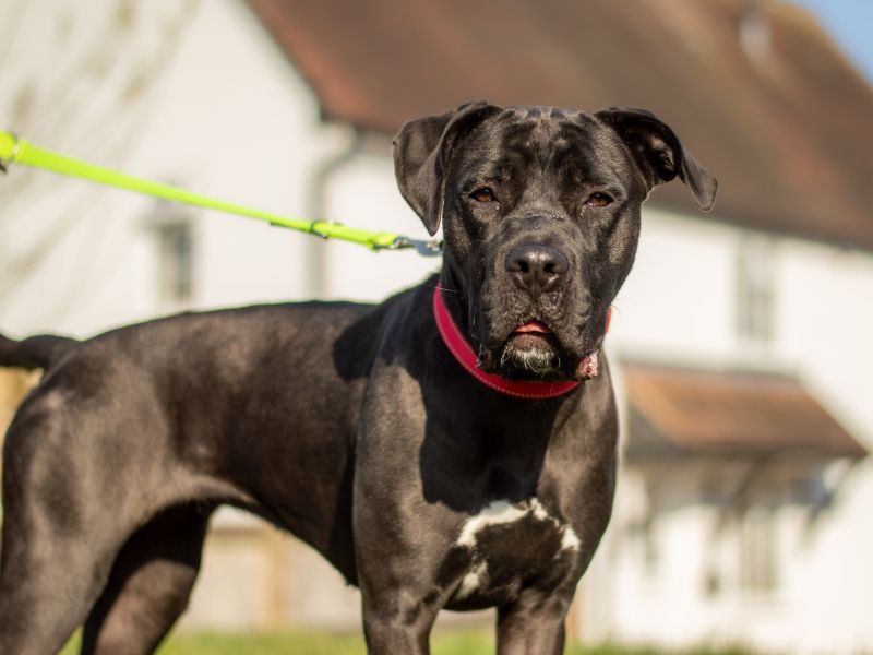 Lydia | Crossbreed | Kenilworth (West Midlands) - 3