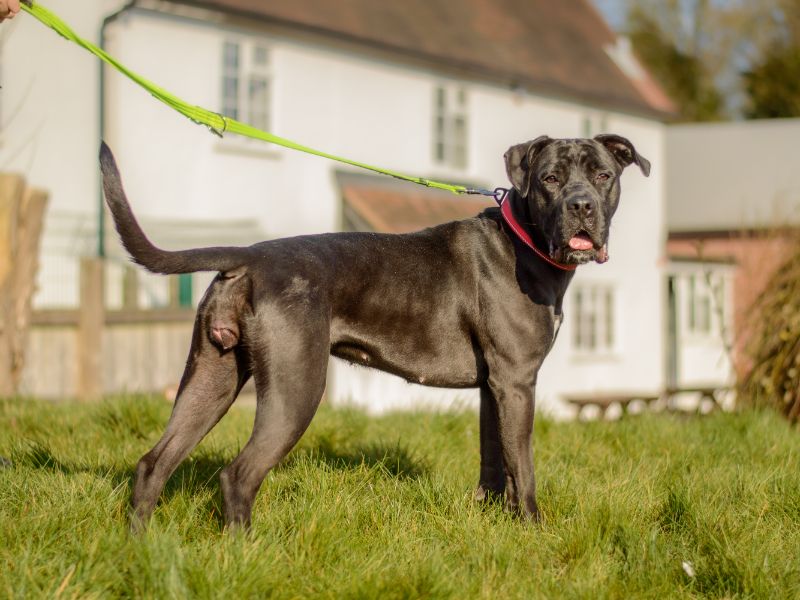 Lydia | Crossbreed | Kenilworth (West Midlands) - 2