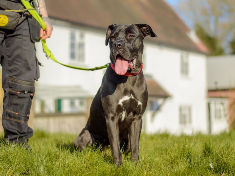 Lydia | Crossbreed | Kenilworth (West Midlands) - 4