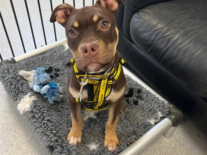 Arya for sale in Ballymena, Co Antrim
