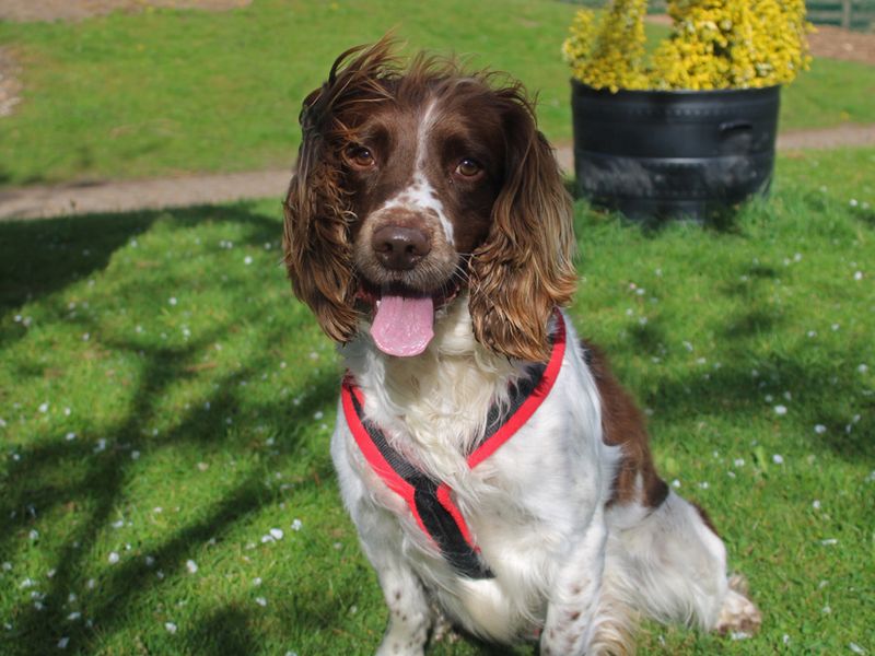 Springer Spaniel for adoption in Liverpool, Merseyside – 5 years old
