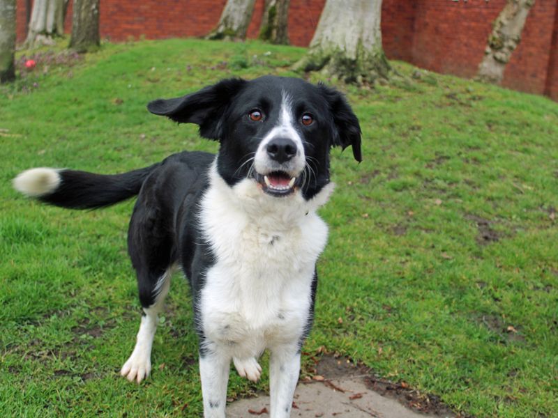 Springer Spaniel for adoption in Liverpool, Merseyside – 4 years old