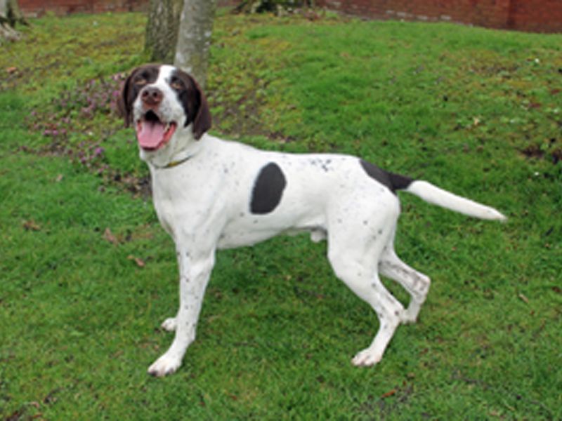 Bosco for sale in Liverpool, Merseyside