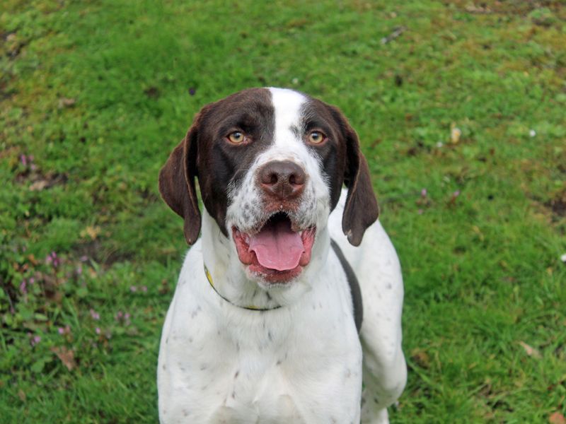 Bosco for sale in Liverpool, Merseyside | Image 2