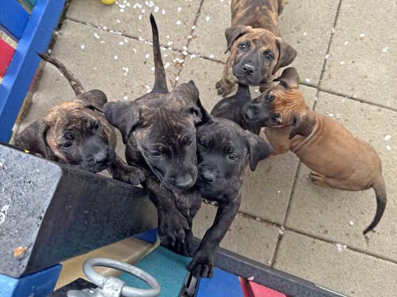 Ethel | Spanish Mastiff Cross | Basildon (Essex) - 1