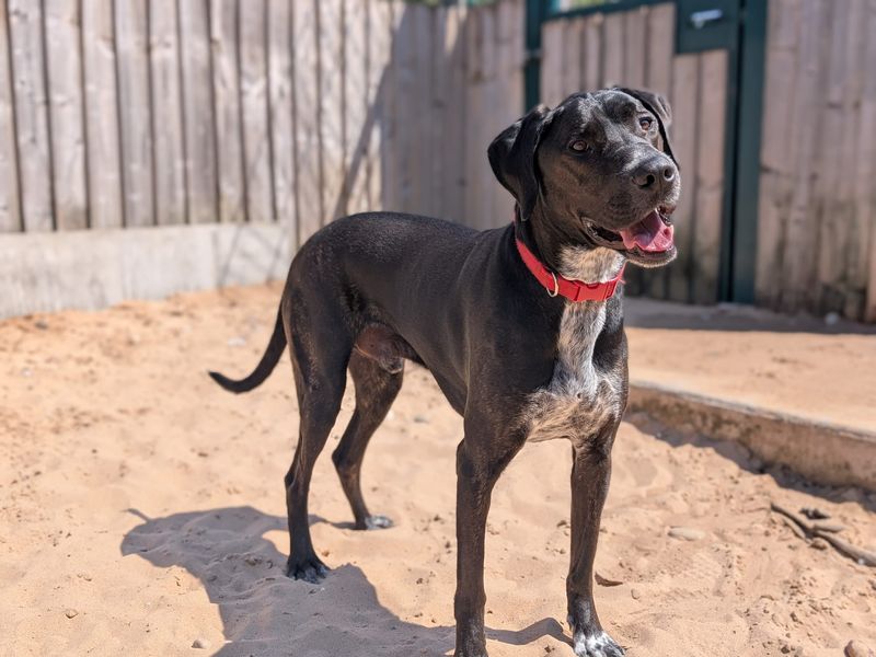 Phoenix | Retriever (Labrador) Cross | Cardiff - 1