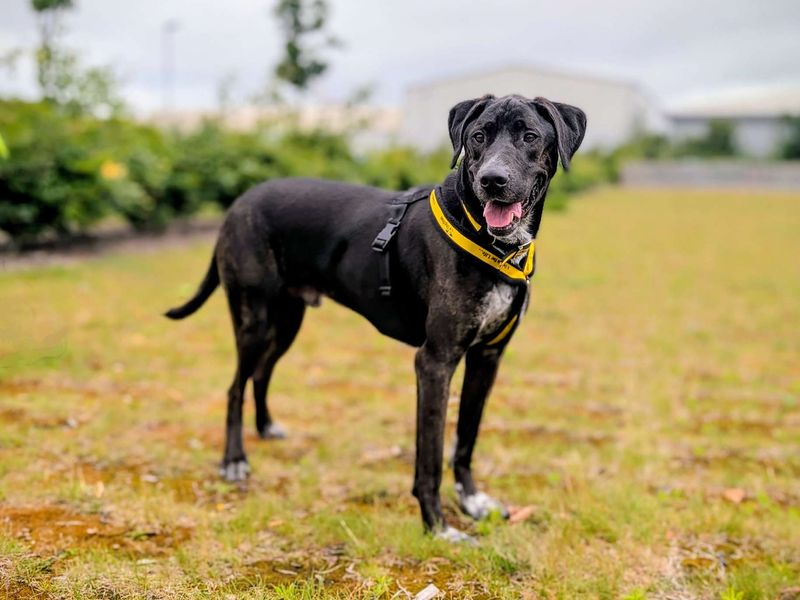 Phoenix | Retriever (Labrador) Cross | Cardiff - 1
