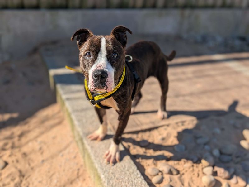 Umbrella | Terrier (American Staffordshire) | Cardiff - 1