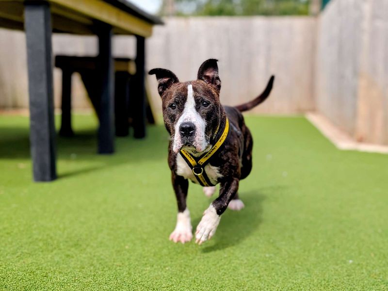 Staffordshire Bull Terrier for adoption in Cardiff, Glamorgan – 5 years old - Image 8 of 10