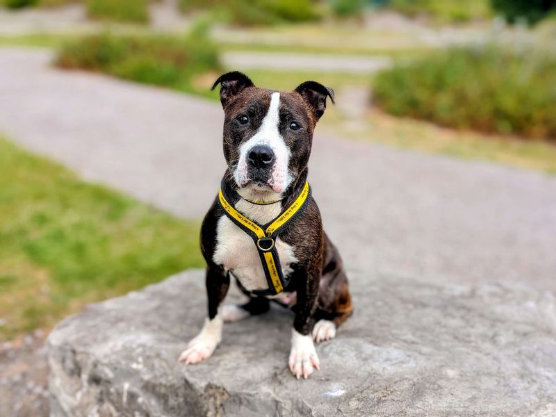 Staffordshire Bull Terrier for adoption in Cardiff, Glamorgan – 5 years old - Image 2 of 10